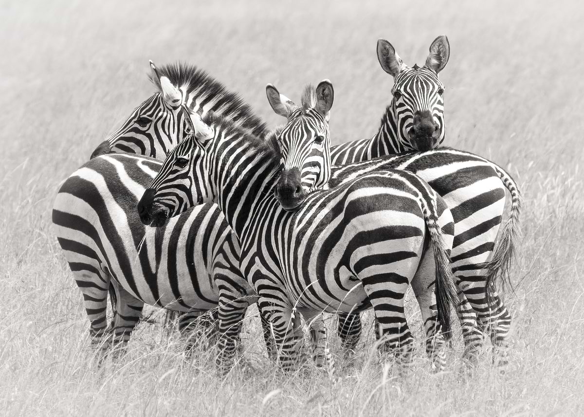 Zebra Class 'Zebras' Poster, picture, metal print, paint by World Class Photos ...