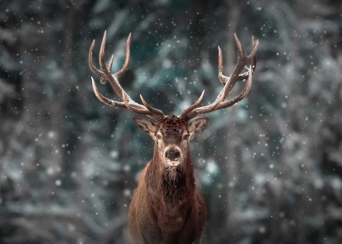 Winter Stagg 'Stag in the Snow' Poster, picture, metal print, paint by ArtWorld ...