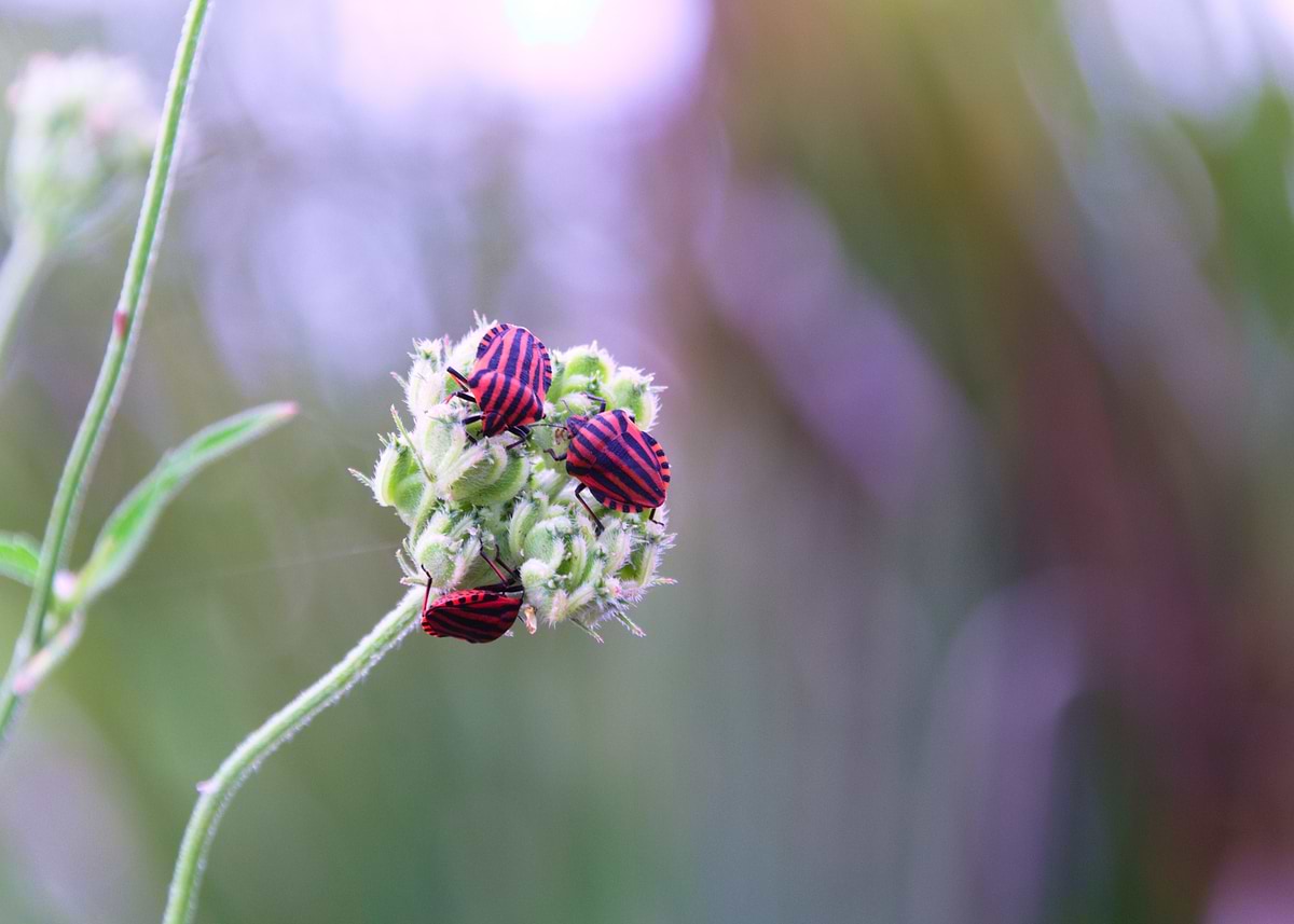 'Red and Black Bugs on Plant' Poster, picture, metal print, paint by ...