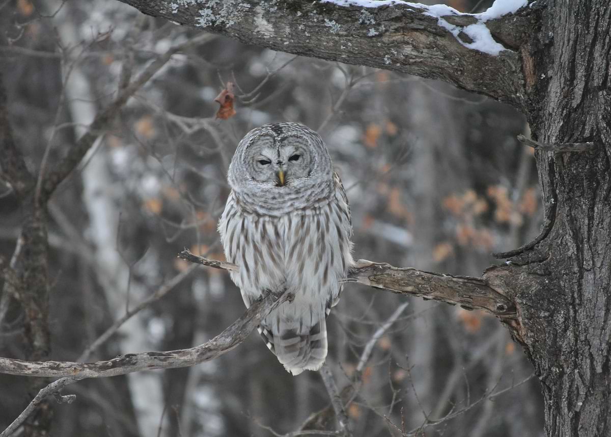 'Barred Owl in Winter' Poster, picture, metal print, paint by ...