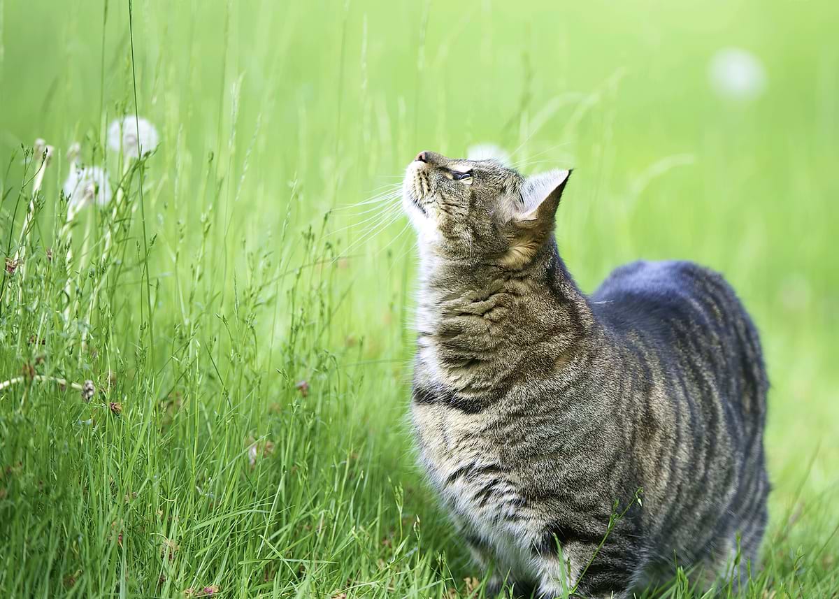 'Cat in a grassy field' Poster, picture, metal print, paint by ...