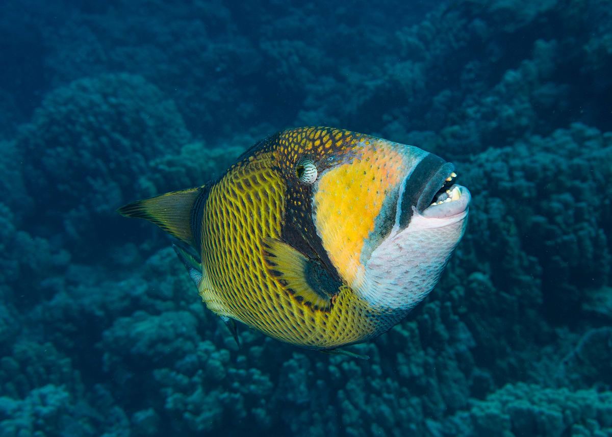 'Triggerfish in the Ocean' Poster, picture, metal print, paint by ...