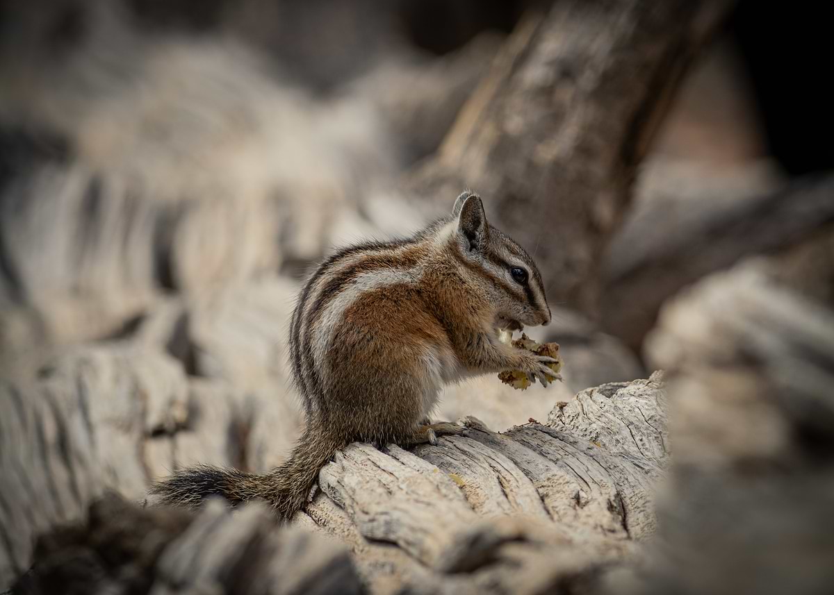 'Chipmunk eating on a log' Poster, picture, metal print, paint by Mike ...