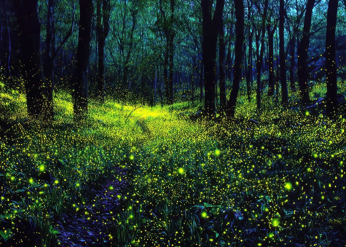 'Fireflies in a Forest at Night' Poster, picture, metal print, paint by ...