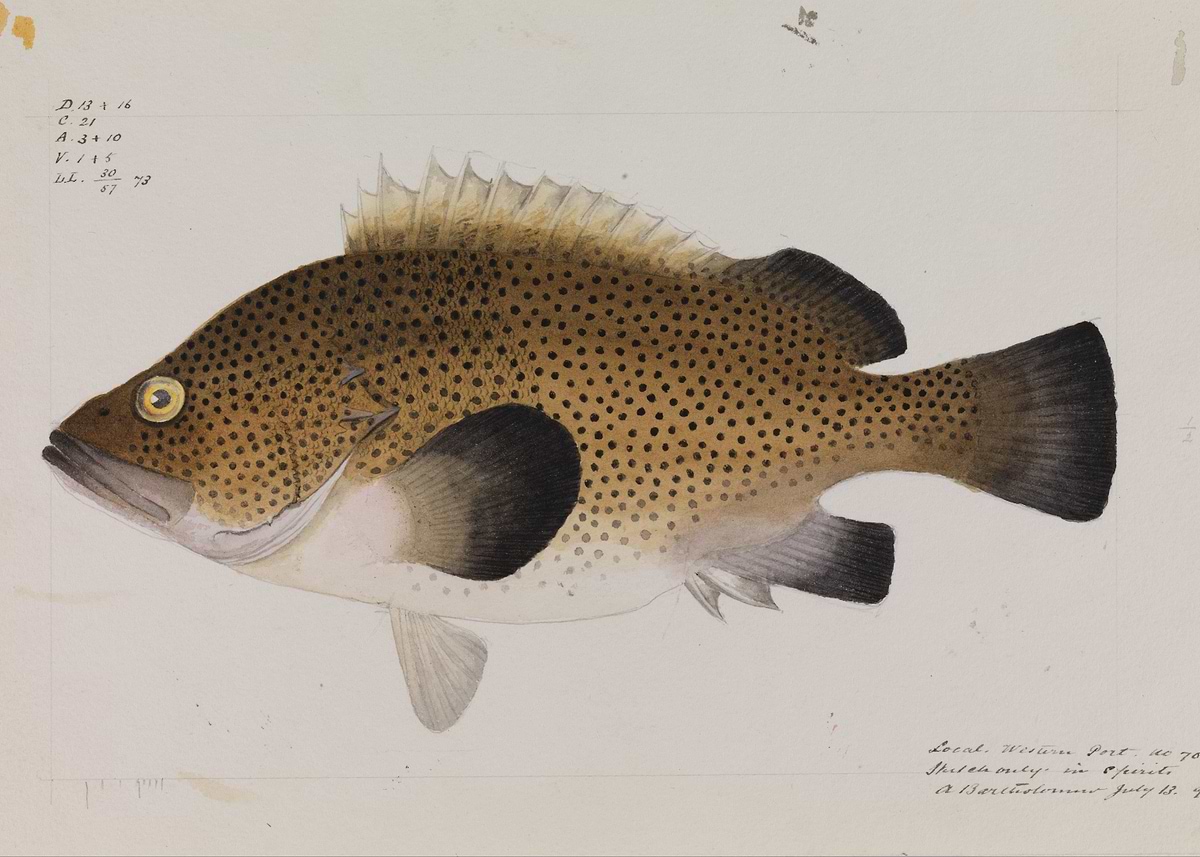 Spotted Fish Illustration Poster, Picture & Metal Print – Marine Life ...