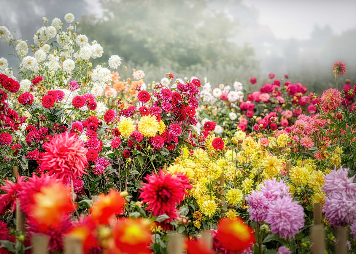 Colorful Flower 'Colorful Dahlia Flower Garden' Poster, picture, metal print, paint by ...