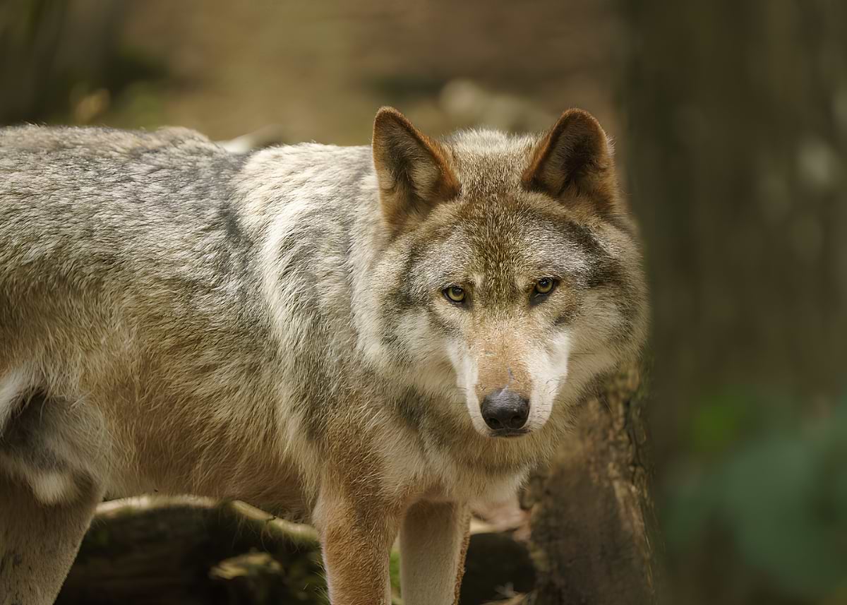 'Wolf Portrait in Natural Habitat' Poster, picture, metal print, paint ...