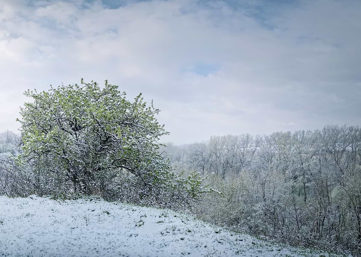Cold Weather In Spring 'Snowy Spring Landscape with Blooming Tree' Poster, picture, metal ...