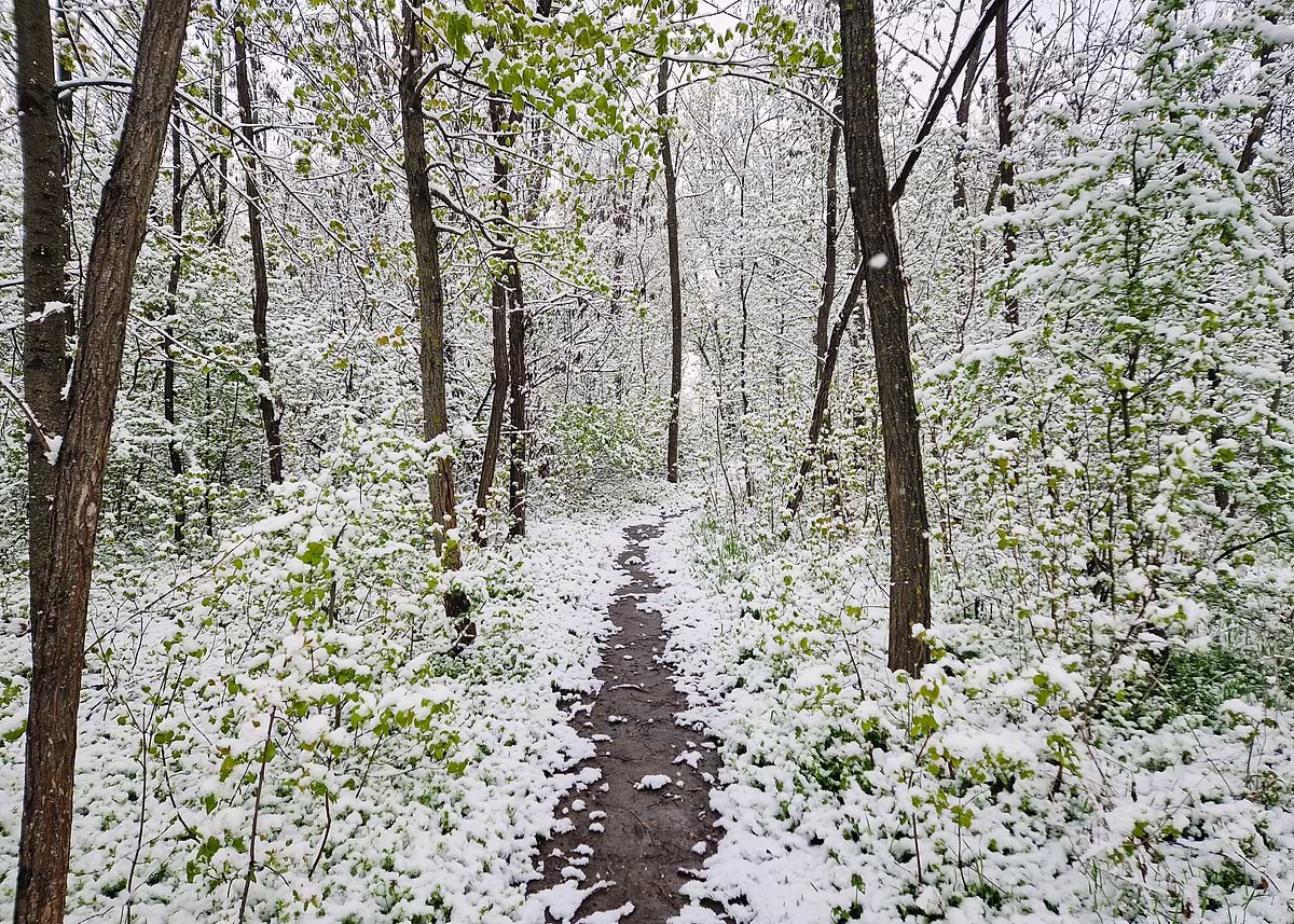 'Snowy Forest Path in Spring' Poster, picture, metal print, paint by ...