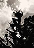 2015-01-26/33dceefc5b463e0d5dfe3d3d76a2897f