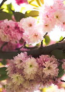 2015-05-10/e4eb906c6cdc6a16c2f96a305705cad6