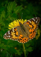 2015-05-12/60a27e3f23ac06d9bc52052cdc1d2221