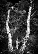 2015-08-25/bf8c0e114accc0ee5f2d19ffc78bad50