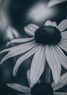 2015-11-08/2a5cf0f794195178602a3e99a13c0c13