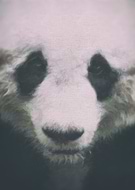 2016-02-01/bd0a1bc942500f6770696f83cf4eb5dd