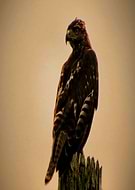 2017-09-15/f795d92bc34bc0c19c82f9b6eb10f6ac_ea0f42cba55f659cef2d11d138672b44