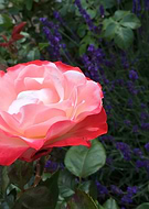 2018-07-05/2834faa844d212e03cbcfb62bf7058ca_ebc04e705c95b0af07a6e427d2513f40