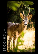 2018-07-31/895e440063c000efd18293289ec7695e_88e2184766a1d79cfd84974bd9391cfb