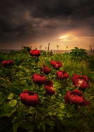 2018-08-04/954fd19f330f11e0a9d5272b413cb2ea_6280a37c7ad45609fb7d0db101e6dc65