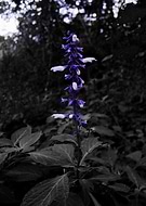 2018-09-20/b4457d3b8fbab6fb36ebb3a404d4aa41_57f5a39a7dd3ac184ba38231aca220e7