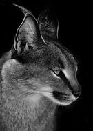 2018-10-11/902fb246a9ea845b570b55eb76cbd8df_8459af39d00231200dc1285a253c95df