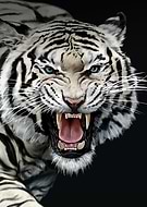 2018-10-14/b182f1ad2cf883e5184365737756722f_2cb927ca0f93b9b9ef6ebf51d6a090e8