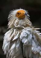 2018-10-20/dbb8e4e4f2da6ec7beb802ad44fb7518_bcc986aeb943cfc329208bc3a88e6eb1