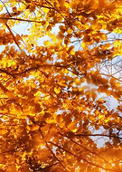 2018-11-12/f6f261237bbbb863f4b7ee21ff67ca40_20cafdddf43be02b92d0a86729054088