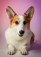 2018-11-13/8528a85822b2f859c96985a5b11cb0e6_605f8e7b94c596f17ddaf3bf662ee9b6