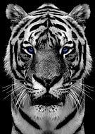 2018-12-23/47f0a5163909893f7240aaf25a75707a_f45abe08f9bb23733045b30b2439bbd8