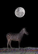 2019-01-03/20936638047afd15e602b8addf28dfe2_ef350fda36cf3b3c6eca538a95b7dff2