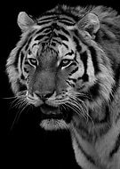 2019-03-07/9c9ed1f1d1448823afe121a2e216e686_3f6fc9bf752a1d1f9ef7ae66c3434d6e