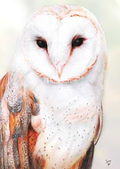 2019-03-13/a0437f2b7c53cb66136f4e1f9b065f42_146d14207b5dbc9eda72f24c4a3d2f20