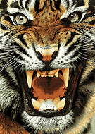 2019-03-24/674a982f6b6387cfe3f06508fd0523ca_074b42db125e8394f393b2fb8350c50f