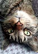 2019-04-02/d3d471ffc295e8d25a2e1b0e482c2d16_c32a2feae6d4eaa6b3006e237e655179