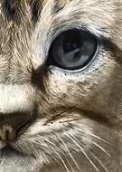 2019-04-13/dec0ef3222ac884b499f015efe321ada_2409d59abf8fbf33f1a11e27970d51e9