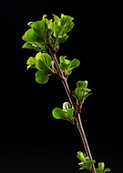 2019-05-06/555bea2e460e55a39f6149ecce2a2a75_3347edab66cfa461f2d88667344544f4