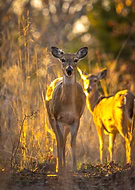 2020-01-11/afd661e2e89a98a5d73db049a0fb565d_1ea9e1b2d7906e44e94ad610349915e5