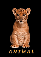 2020-04-03/af233736d115f89b2834599679c7654c_f8ec759f63fcda4f0c485b89848c0327