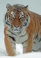 2020-05-27/59ec824c633db3909afedb79f6646fda_2efdfcba7ba01b6f93bd020d10ca06e1