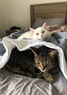 2020-07-09/c6dbdd005cc010f9ff3613ccb0819fa7_e3a1d2028b67887b9b226db7eecef46e