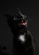 2020-11-24/2d2ef9a13931fe5db07cbad26634a16f_b615fa92ae0ee673e29530d419ebacfa