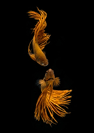 collection-preview-1