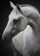 collection-preview-3