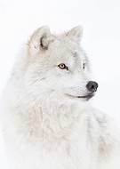 collection-preview-3