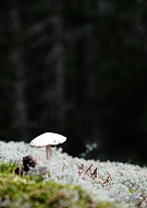 2020-12-15/71eff52d7a2b1042708623192e221675_f1438a7a73300d483400f322338174f5