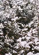 2021-01-17/6226bd62b4ec8f392cf9a29d2320c310_babc050f08a5bc5b52dff16c7a8e53f3