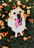 2021-03-03/5b6c883b1bae3c819bfc7e8de43b6fae_4766037bb7e48a6d5ef0c12afab98b28