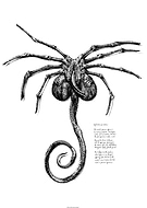 collection-preview-2