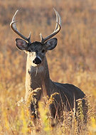 2021-06-28/7791009ce745a163a3bb1adf6c1408b3_079c0ef0260d649921ff2fc1e2233ca8